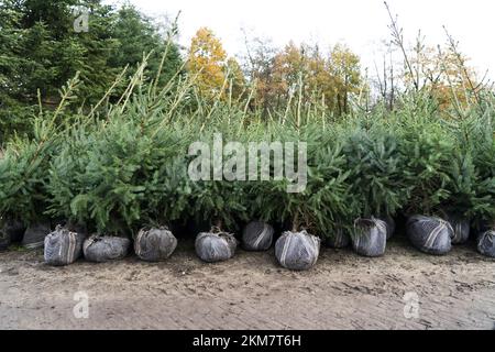 GREENKAN - gli alberi di Natale vengono scavati nel vivaio Jan van Vulpen. Gli alberi di Natale sono trasportati alla serra da camion elevatore. Con l'avvicinarsi del Natale, la domanda dei consumatori per gli alberi di Natale sta aumentando. ANP JEROEN JUMELET netherlands OUT - belgium OUT Credit: ANP/Alamy Live News Foto Stock