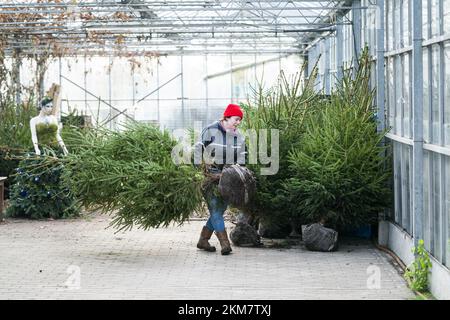 GREENKAN - gli alberi di Natale vengono scavati nel vivaio Jan van Vulpen. Gli alberi di Natale sono trasportati alla serra da camion elevatore. Con l'avvicinarsi del Natale, la domanda dei consumatori per gli alberi di Natale sta aumentando. ANP JEROEN JUMELET netherlands OUT - belgium OUT Credit: ANP/Alamy Live News Foto Stock