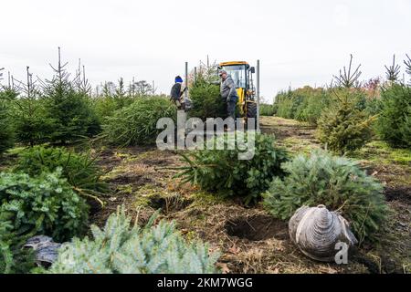 GREENKAN - gli alberi di Natale vengono scavati nel vivaio Jan van Vulpen. Gli alberi di Natale sono trasportati alla serra da camion elevatore. Con l'avvicinarsi del Natale, la domanda dei consumatori per gli alberi di Natale sta aumentando. ANP JEROEN JUMELET netherlands OUT - belgium OUT Credit: ANP/Alamy Live News Foto Stock