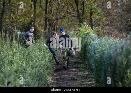 GREENKAN - gli alberi di Natale vengono scavati nel vivaio Jan van Vulpen. Gli alberi di Natale sono trasportati alla serra da camion elevatore. Con l'avvicinarsi del Natale, la domanda dei consumatori per gli alberi di Natale sta aumentando. ANP JEROEN JUMELET netherlands OUT - belgium OUT Credit: ANP/Alamy Live News Foto Stock