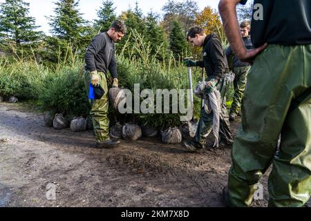 GREENKAN - gli alberi di Natale vengono scavati nel vivaio Jan van Vulpen. Gli alberi di Natale sono trasportati alla serra da camion elevatore. Con l'avvicinarsi del Natale, la domanda dei consumatori per gli alberi di Natale sta aumentando. ANP JEROEN JUMELET netherlands OUT - belgium OUT Credit: ANP/Alamy Live News Foto Stock