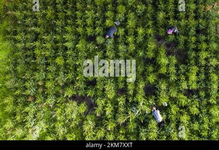 GREENKAN - gli alberi di Natale vengono scavati nel vivaio Jan van Vulpen. Gli alberi di Natale sono trasportati alla serra da camion elevatore. Con l'avvicinarsi del Natale, la domanda dei consumatori per gli alberi di Natale sta aumentando. ANP JEROEN JUMELET netherlands OUT - belgium OUT Credit: ANP/Alamy Live News Foto Stock