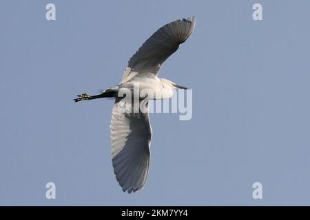 Egret in volo gli Egrets sono aironi, generalmente uccelli di guado a zampe lunghe, che hanno piumaggio bianco o di buff, sviluppando pennacchi fini durante la stagione di riproduzione. Le egrette non sono un gruppo biologicamente distinto dagli aironi e hanno la stessa costruzione. Foto Stock