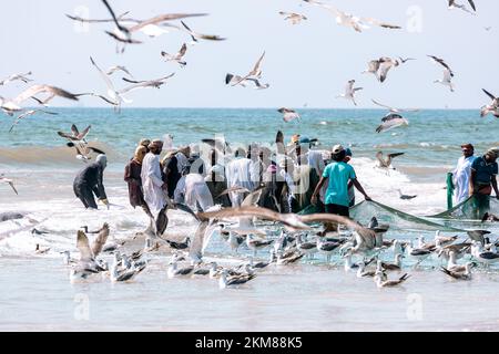 Pescatori che catturano sardine dalla spiaggia di Salalah. Una grande rete piena di sardine. Gabbiani volano intorno. Salalah, Oman. Penisola arabica. Foto Stock