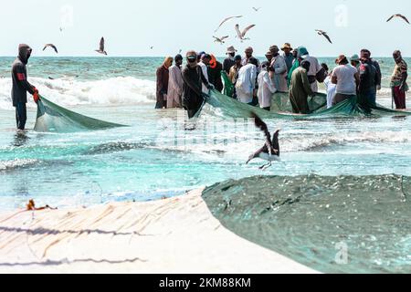 Pescatori che catturano sardine dalla spiaggia di Salalah. Una grande rete piena di sardine. Gabbiani volano intorno. Salalah, Oman. Penisola arabica. Foto Stock