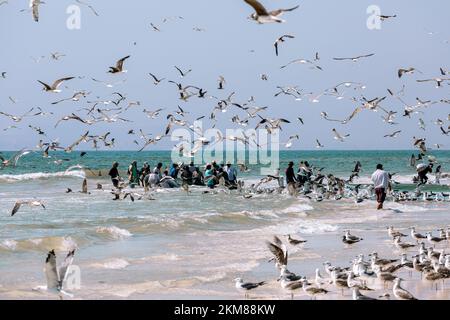 Pescatori che catturano sardine dalla spiaggia di Salalah. Una grande rete piena di sardine. Gabbiani volano intorno. Salalah, Oman. Penisola arabica. Foto Stock