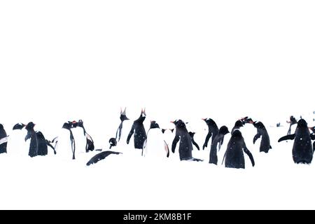 Un gruppo di pinguini gentoo in piedi nella neve in Antartide, sovraesposizione per creare un'illustrazione Foto Stock