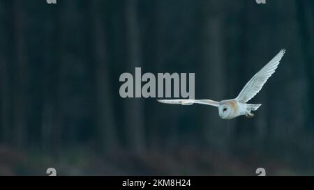 Gufo di fienile (Tyto alba) che vola al crepuscolo, Norfolk, Regno Unito. Foto Stock