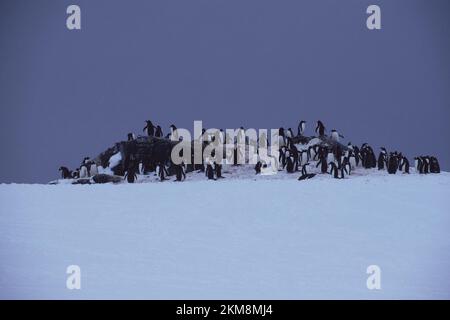 Un'amazzata di pinguini raccolta nell'unica zona priva di neve. Preparandosi per nido ed avere pinguini del bambino. Foto Stock