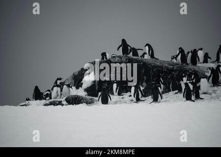 Un'amazzata di pinguini raccolta nell'unica zona priva di neve. Preparandosi per nido ed avere pinguini del bambino. Foto Stock