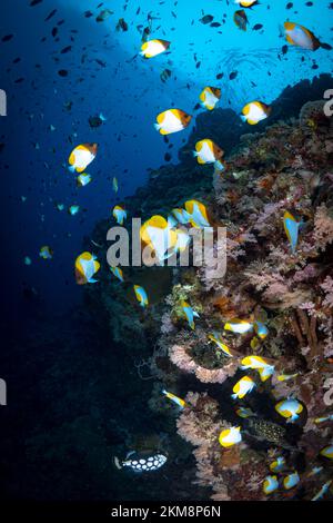 Scuola di pesce tropicale sopra la barriera corallina tropicale Foto Stock