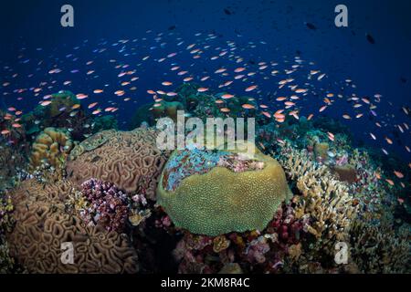 Scuola di pesce tropicale sopra la barriera corallina tropicale Foto Stock