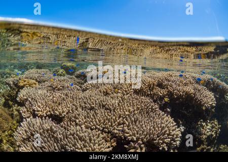 Barriera corallina dura e super sana nell'Indo Pacifico, ricca di biodiversità e molte specie marine Foto Stock