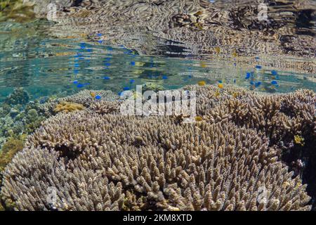 Barriera corallina dura e super sana nell'Indo Pacifico, ricca di biodiversità e molte specie marine Foto Stock