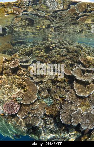 Barriera corallina dura e super sana nell'Indo Pacifico, ricca di biodiversità e molte specie marine Foto Stock