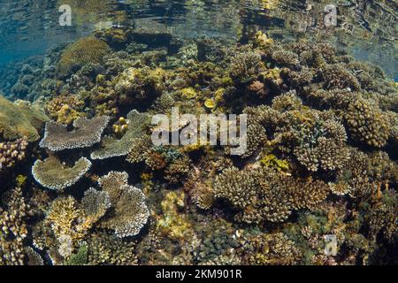 Barriera corallina dura e super sana nell'Indo Pacifico, ricca di biodiversità e molte specie marine Foto Stock