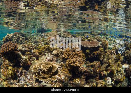 Barriera corallina dura e super sana nell'Indo Pacifico, ricca di biodiversità e molte specie marine Foto Stock