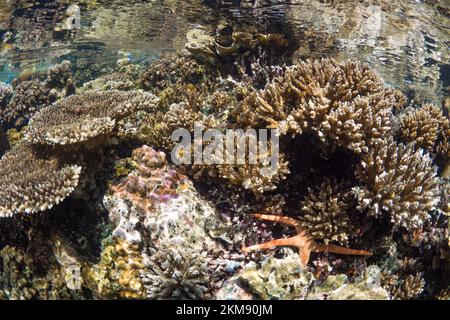 Barriera corallina dura e super sana nell'Indo Pacifico, ricca di biodiversità e molte specie marine Foto Stock