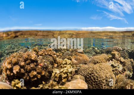 Barriera corallina dura e super sana nell'Indo Pacifico, ricca di biodiversità e molte specie marine Foto Stock