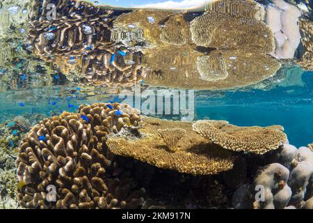 Barriera corallina dura e super sana nell'Indo Pacifico, ricca di biodiversità e molte specie marine Foto Stock