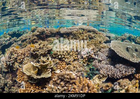 Barriera corallina dura e super sana nell'Indo Pacifico, ricca di biodiversità e molte specie marine Foto Stock