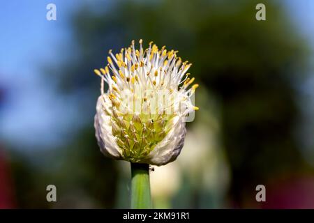 l'aglio fiorisce in estate, ottenendo semi per una nuova raccolta di aglio Foto Stock