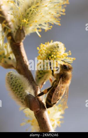 Ape miele su salice catkin Foto Stock