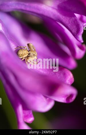 Ragno di granchio (Xysticus) su giacinto Foto Stock