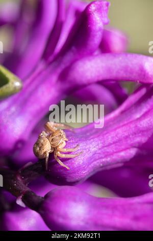 Ragno di granchio (Xysticus) su giacinto Foto Stock