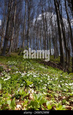 Paesaggio primaverile in Germania con violette, faggi e anemoni di legno Foto Stock