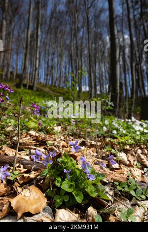 Paesaggio primaverile in Germania con violette, faggi e anemoni di legno Foto Stock