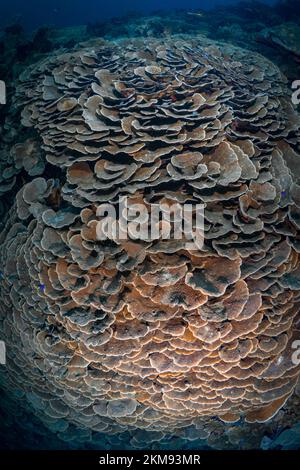 Barriera corallina dura e super sana nell'Indo Pacifico, ricca di biodiversità e molte specie marine Foto Stock