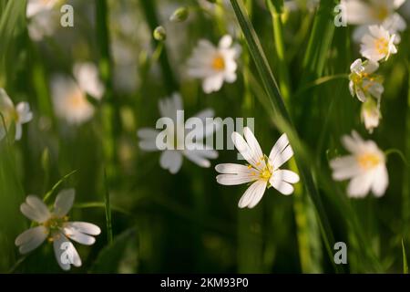 Maggiore Stitchwort Foto Stock