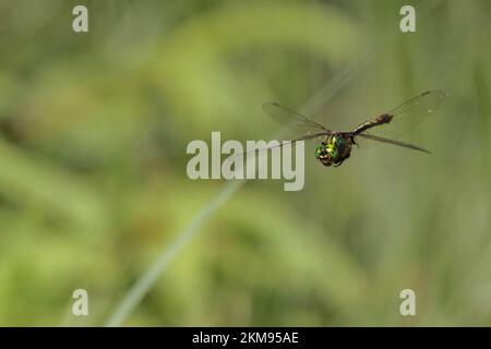 Una brillante libellula smeraldo che sorvola un lago in Baviera Foto Stock