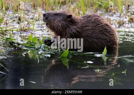 European Beaver mangiare salice branca. Animale selvatico in un torrente a Frankonia Foto Stock