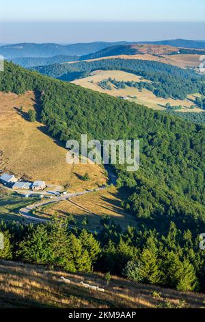 Vosges (Vogesen) Montagne: Vosges (Vogesen) Montagne, Agriturismo ferme Auberge du Haag a col du Haag, pecore in Alsazia (Elsass), Alto Reno (Oberelsass Foto Stock