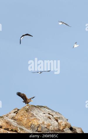 Gabbiani che molestano un'aquila seduta su una roccia Foto Stock