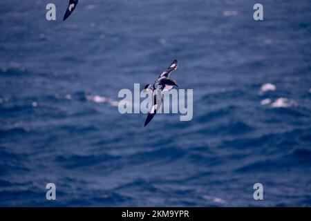 L'uccello del Capo Petrel che sorvola le correnti generate dall'oceano meridionale. Foto Stock