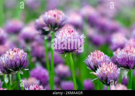 l'aglio fiorisce in estate, ottenendo semi per una nuova raccolta di aglio Foto Stock