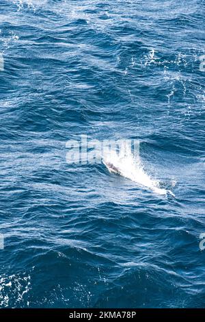 Un delfino clessidra, il cruciger Lagenorhynchus, salta nella scia della barca intorno al Corno del Capo del Sud America. Foto Stock