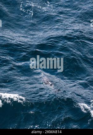 Un delfino clessidra, il cruciger Lagenorhynchus, salta nella scia della barca intorno al Corno del Capo del Sud America. Foto Stock