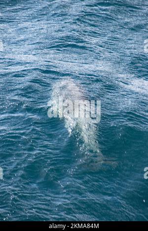 Un delfino clessidra, il cruciger Lagenorhynchus, salta nella scia della barca intorno al Corno del Capo del Sud America. Foto Stock