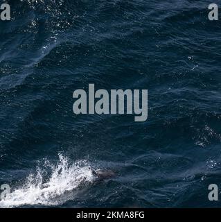 Un delfino clessidra, il cruciger Lagenorhynchus, salta nella scia della barca intorno al Corno del Capo del Sud America. Foto Stock