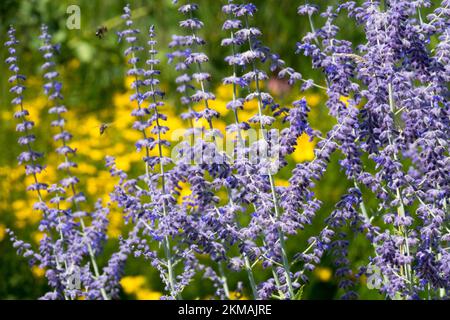 Il saggio russo, Perovskia 'la guglia blu' in giardino Foto Stock