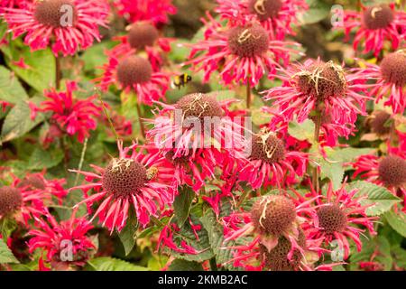 Monarda dipyma Bee-Happy, teste di fiori, fiori, teste, fioritura, Pianta, Rosso, Fiori, Mondyma Monarda Foto Stock