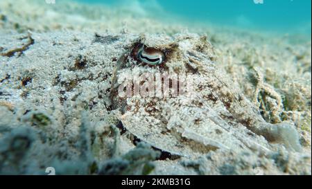 Seppia faraonis. Molluschi, tipo di molluschi. Molluschi testa-piede. Squadra di seppie. Seppie faraone. Foto Stock