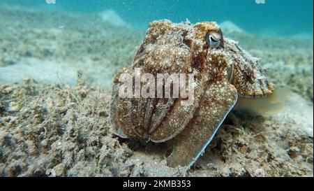 Seppia faraonis. Molluschi, tipo di molluschi. Molluschi testa-piede. Squadra di seppie. Seppie faraone. Foto Stock