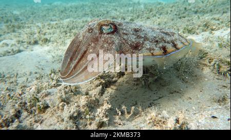 Seppia faraonis. Molluschi, tipo di molluschi. Molluschi testa-piede. Squadra di seppie. Seppie faraone. Foto Stock