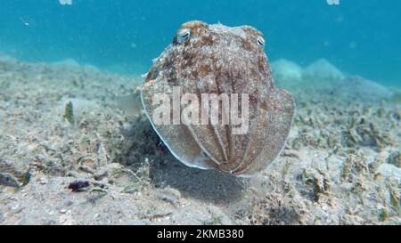 Seppia faraonis. Molluschi, tipo di molluschi. Molluschi testa-piede. Squadra di seppie. Seppie faraone. Foto Stock