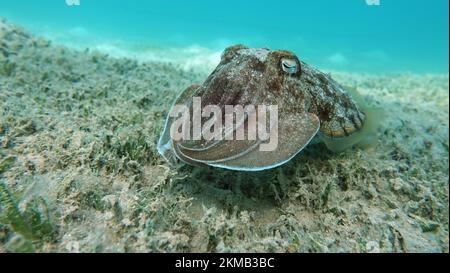 Seppia faraonis. Molluschi, tipo di molluschi. Molluschi testa-piede. Squadra di seppie. Seppie faraone. Foto Stock